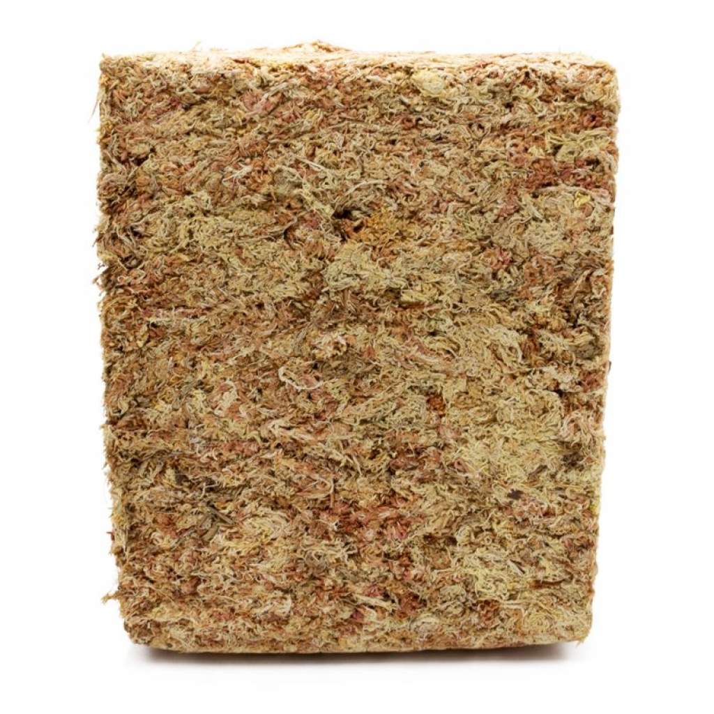 Sphagnum Moos